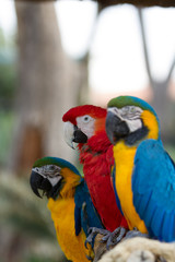 Macaw