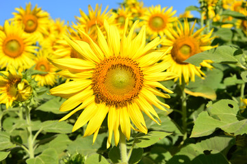 Sunflower close up in the field 