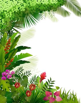 Plant tropical on isolated background