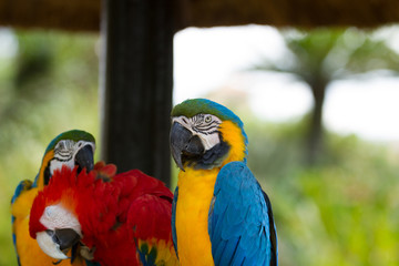 Macaw