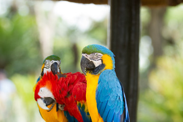 Macaw