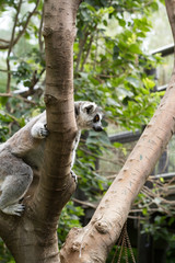 Ring tailed Lemur 
