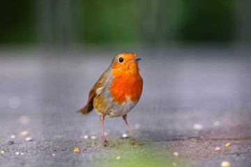 Robin bird on a pavement
