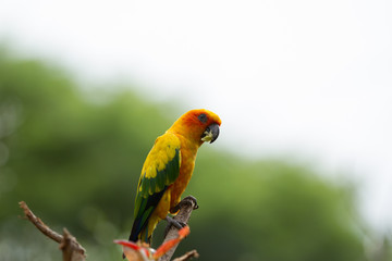 Sun parakeet or sun conure (Aratinga solstitialis) with blurred background 