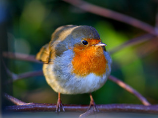 Robin bird on a branch