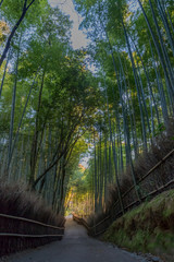 Fototapeta premium 竹林 