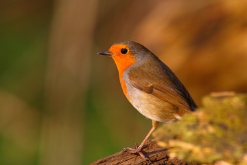 Robin bird on a branch