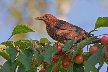 Young common blackbird (Turdus merula) sitting on the cherries