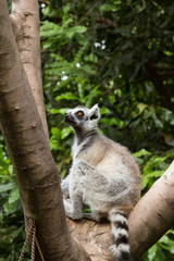 Ring tailed Lemur 