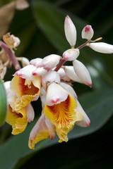 Shell ginger pink, a seductive flower