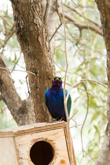 splendid starling (Lamprotornis splendidus)