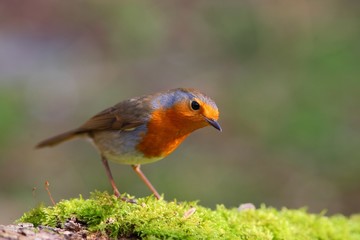 Robin bird on a branch