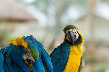 Fototapeta premium Macaw
