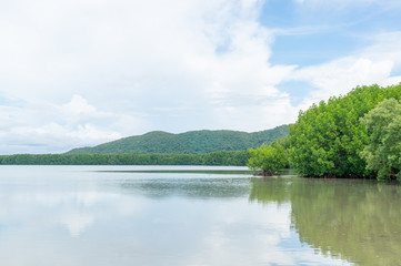 Mangrove forest in Kung Krabaen Bay Chanthaburi Province, Thailand
