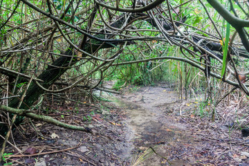 Jungle near Trindade village near Paraty, Rio de Janeiro state, Brazil.