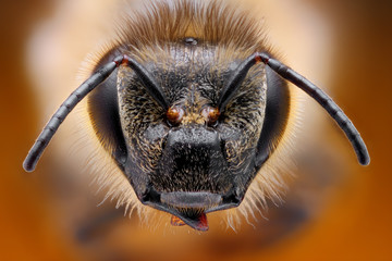 Sharp and detailed study of bee head taken with macro objective stacked from many shots into one photo - obrazy, fototapety, plakaty