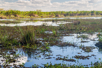 Marsh deer (Blastocerus dichotomus) in Esteros del Ibera, Argentina