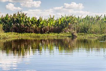 Wetlands in Nature Reserve Esteros del Ibera, Argentina