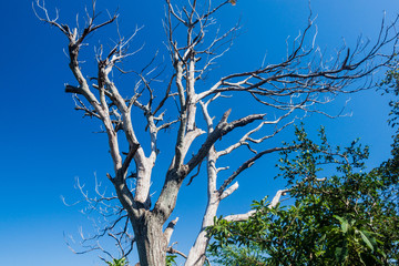 Dead tree in Esteros del Ibera, Argentina