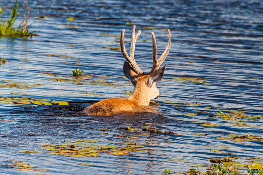 Fototapeta Marsh deer (Blastocerus dichotomus) in Esteros del Ibera, Argentina