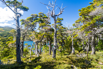 Forest in National Park Tierra del Fuego, Argentina
