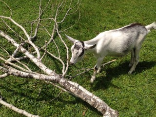goat eating white birch tree 
