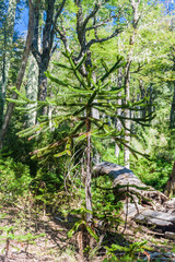 Obraz premium Araucaria tree in National Park Huerquehue, Chile. The tree is called Araucaria araucana (commonly: monkey puzzle tree, monkey tail tree, Chilean pine)