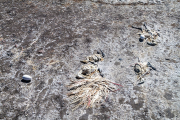 Dead flamingos and flamingo eggs on a coast of Laguna Colorada lake on bolivian Altiplano