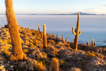Isla Incahuasi (Isla del Pescado) in the middle of the world's biggest salt plain Salar de Uyuni, Bolivia. Island is covered in Trichoreus cactus.