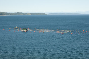 Fish Farm - Chiloe Island - Chile