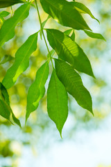 Fototapeta na wymiar Green Leaves - Stock Image