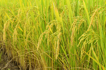 close up of ripening rice in a paddy field