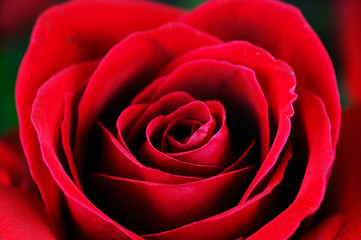 close-up on red rose