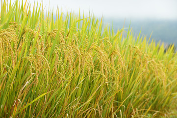 close up of ripening rice in a paddy field