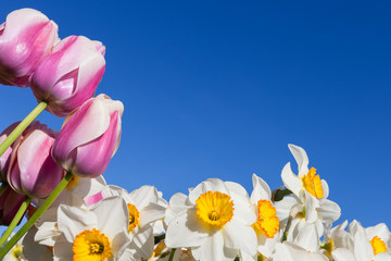 Tulips and Daffodils © tamifreed