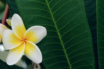 Poster white frangipani tropical flower, plumeria flower fresh blooming © sutichak