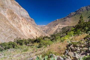 Fototapeta na wymiar Colca canyon, Peru