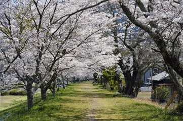 さくらのトンネル