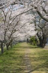 Obraz premium さくらのトンネル