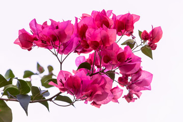 Bouganvilleas  - Stock Image