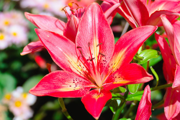 The background image of the colorful flowers