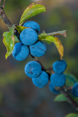 Twig with blackthorn. The bitter fruit that grows in the wild.