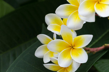 white frangipani plumeria tropical flower with water drops