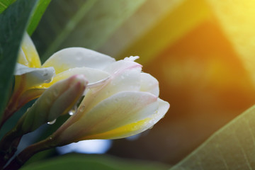 Fototapeta na wymiar white frangipani plumeria tropical flower with water drops