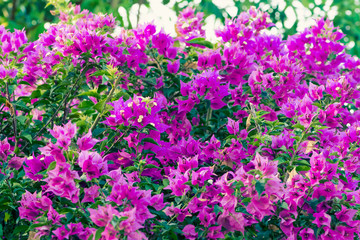 Fototapeta premium Bouganvilleas - Stock Image