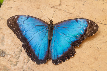 Fototapeta na wymiar The Helenor Morpho butterfly (Morpho helenor) in Mariposario (The Butterfly House) in Mindo, Ecuador