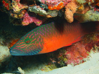 Coral fish, Island Bali