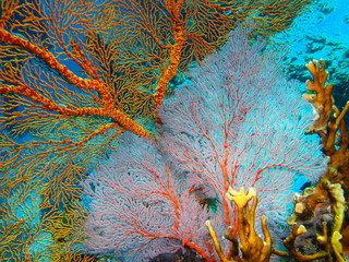 Fototapeta premium Gorgonian coral, Island Bali