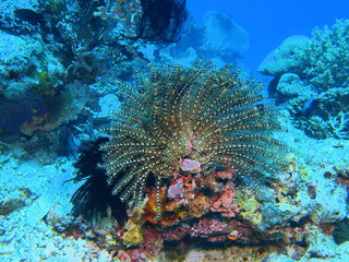 Obraz premium Crinoid, Island Bali