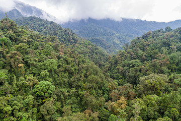 Fototapeta na wymiar Cloud forest near Mindo, Ecuador.